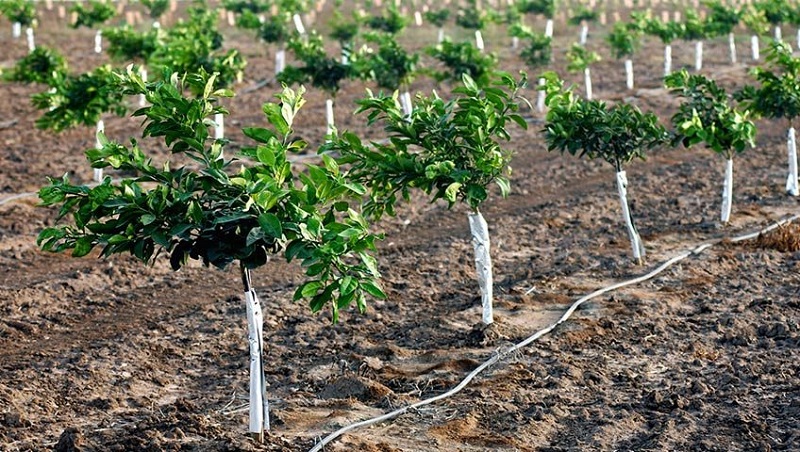 Best Timing and Methods for Nitrogen Application