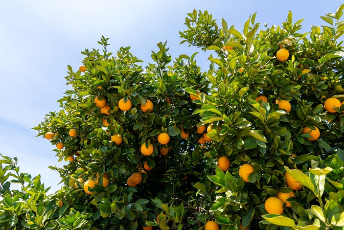 Types of Nitrogen Fertilizers and Their Characteristics for Citrus