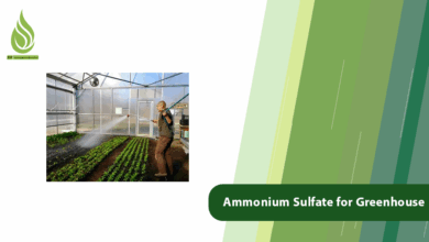 تصویر Which Form of Ammonium Sulfate is Best for Greenhouse Growers?