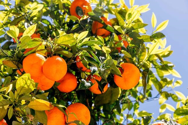 خاک مناسب و اهمیت آن در شیرین شدن میوه