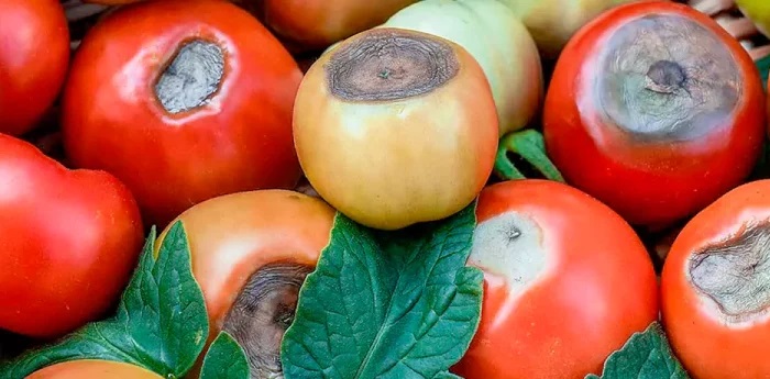 پوسیدگی گلگاه گوجه فرنگی 3