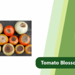 Tomato Blossom End Rot