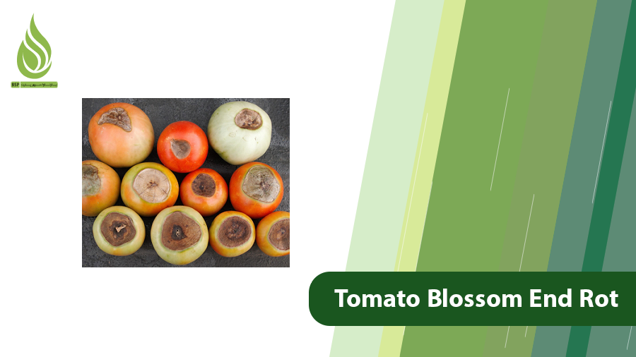 Tomato Blossom End Rot