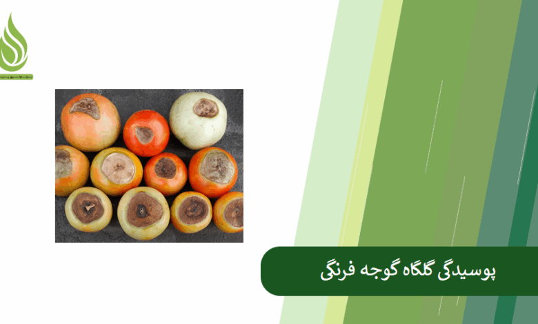 تصویر پوسیدگی گلگاه گوجه فرنگی و نحوه پیشگیری از آن