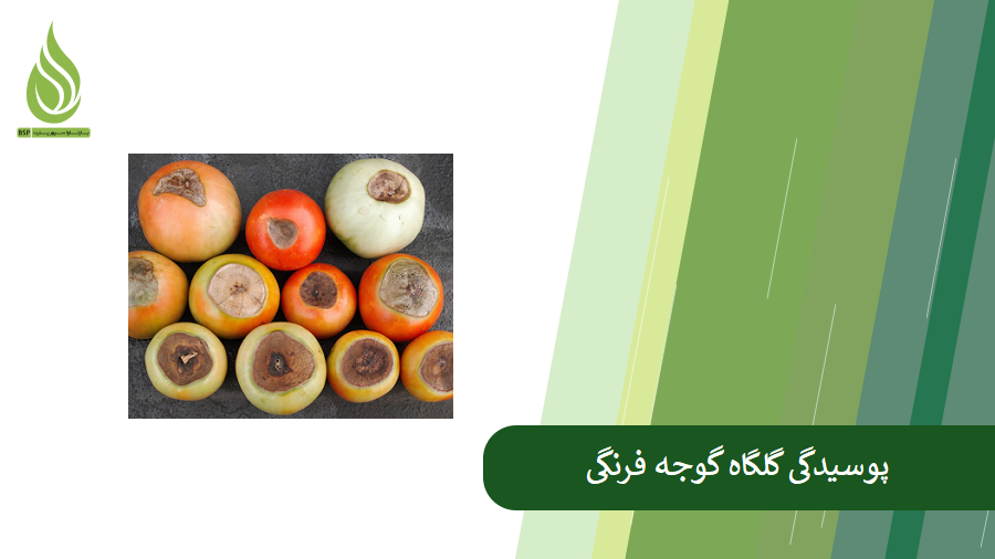 همه چیز درباره پوسیدگی گلگاه گوجه فرنگی