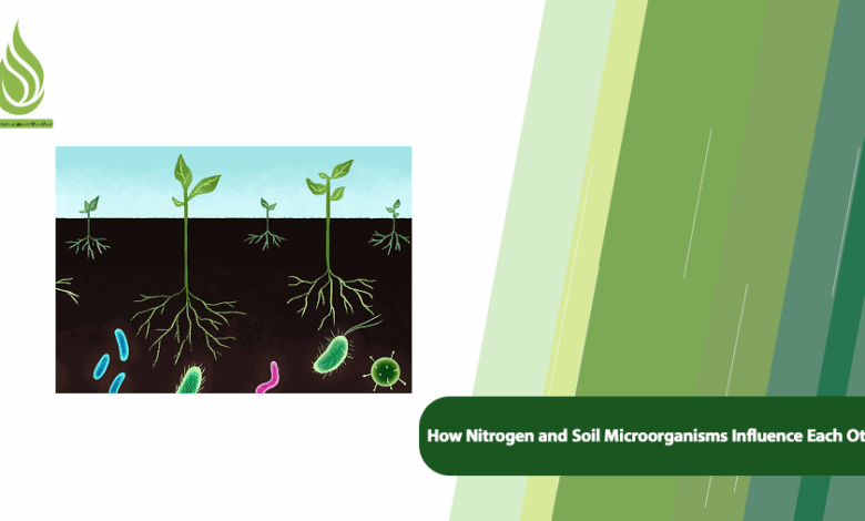 تصویر How Nitrogen and Soil Microorganisms Influence Each Other