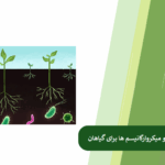 تاثیر نیتروژن بر میکروارگانیسم ها و تاثیر میکروارگانیسم ها بر نیتروژن
