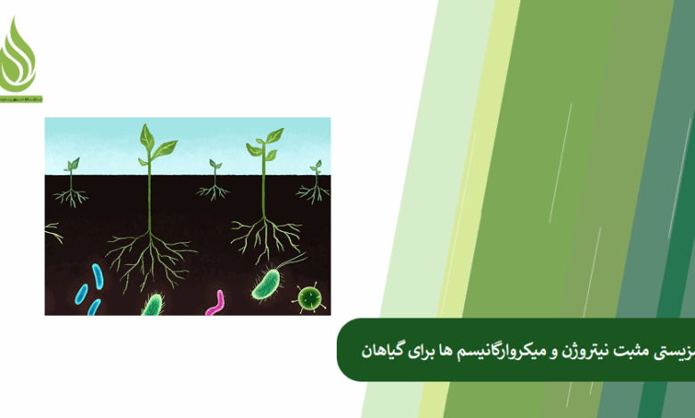 تصویر نیتروژن و میکروارگانیسم های موجود در خاک چگونه بر یکدیگر تأثیر مثبت می گذارند؟