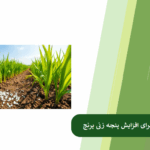 راهکارهای مناسب برای افزایش پنجه زنی برنج