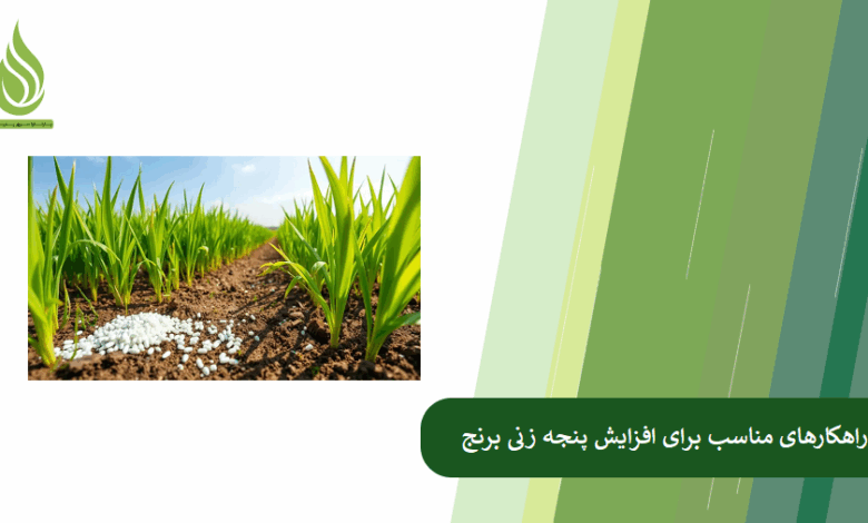 تصویر چگونه پنجه زنی برنج را افزایش دهیم؟ نکات کلیدی برای کشاورزان