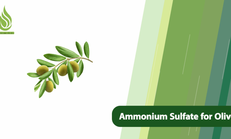 تصویر The Impact of Ammonium Sulfate Usage for Olive Cultivation