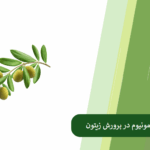سولفات آمونیوم و زیتون- تاثیرات سولفات آمونیوم در پرورش درختان زیتون