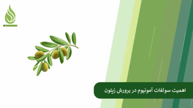 تصویر اهمیت سولفات آمونیوم در پرورش زیتون