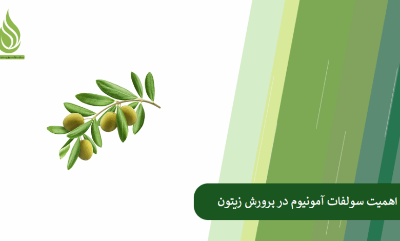 تصویر اهمیت سولفات آمونیوم در پرورش زیتون