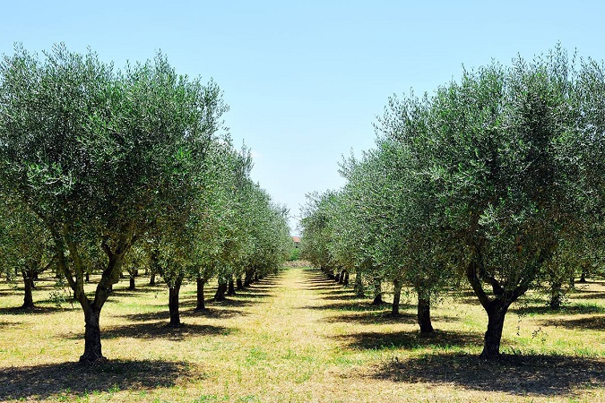 سولفات آمونیوم و زیتون- تاثیر در کاهش pH خاک قلیایی