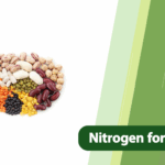 Nitrogen Management for Boosting Protein Levels in Legumes