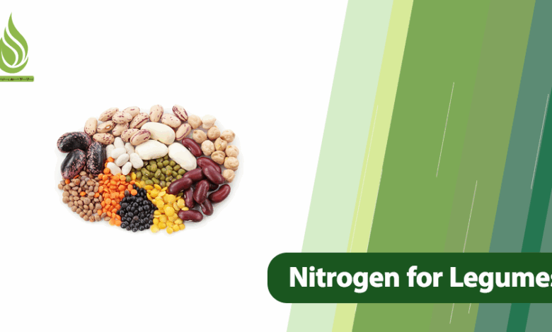 تصویر The Impact of Nitrogen Management on Boosting Protein Levels in Legumes (Lentils, Chickpeas, and Beans)