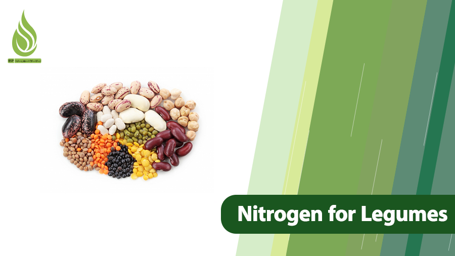 Nitrogen Management for Boosting Protein Levels in Legumes