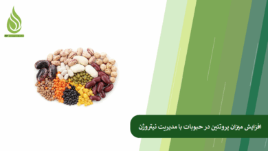 تصویر تاثیر مدیریت نیتروژن بر افزایش میزان پروتئین در حبوبات (عدس، نخود، لوبیا)