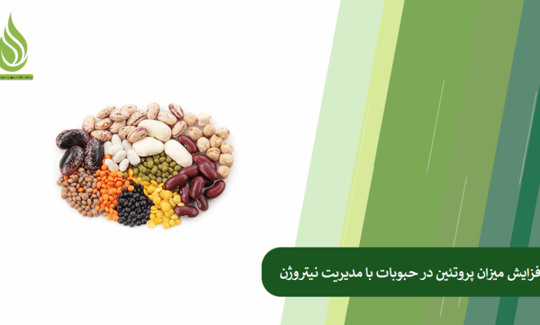 تصویر تاثیر مدیریت نیتروژن بر افزایش میزان پروتئین در حبوبات (عدس، نخود، لوبیا)