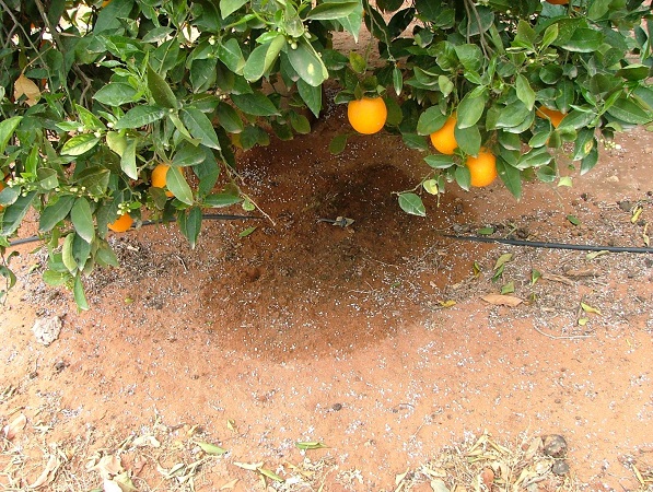 Irrigation Management for Peak Moisture
