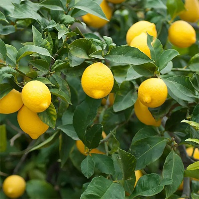 The Role of Fertilization and Nutrition in Boosting Juiciness
