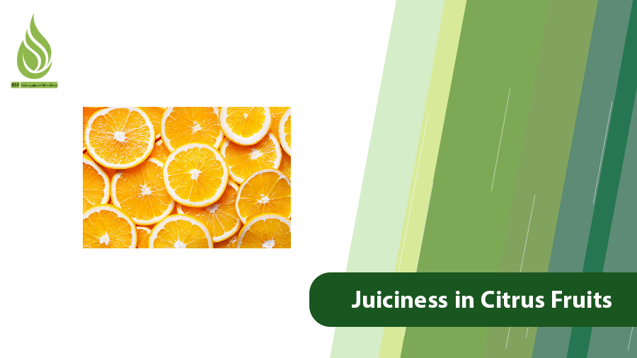 Juiciness in citrus fruits