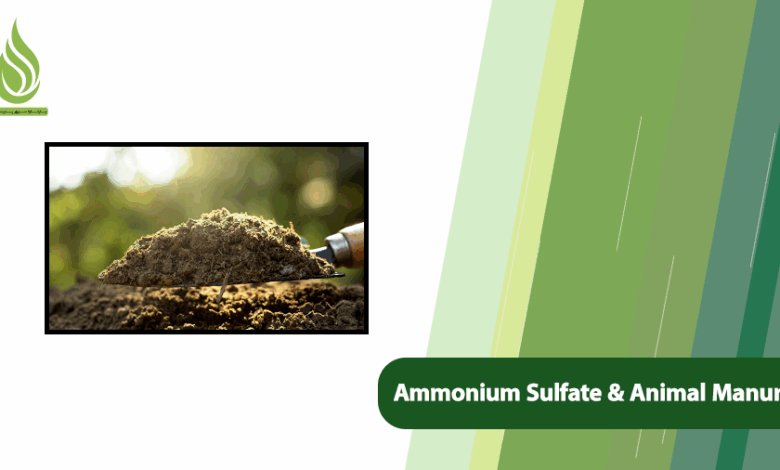 تصویر Why Combine Ammonium Sulfate Fertilizer and Animal Manure?
