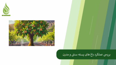 تصویر باغ پسته سنتی بهتر است یا مدرن؟ بررسی عملکرد و میزان محصول