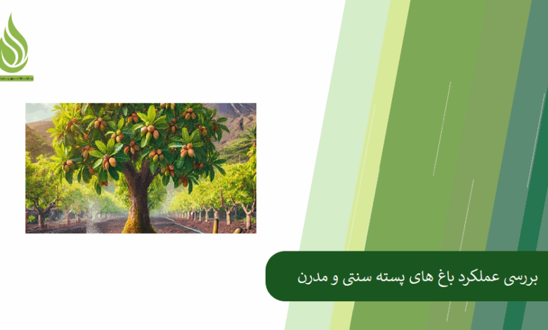 تصویر باغ پسته سنتی بهتر است یا مدرن؟ بررسی عملکرد و میزان محصول