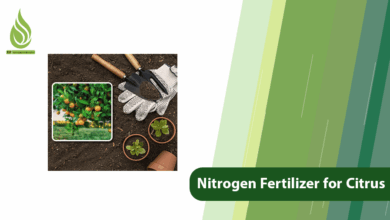 تصویر Which Nitrogen Fertilizer is Best for Citrus?