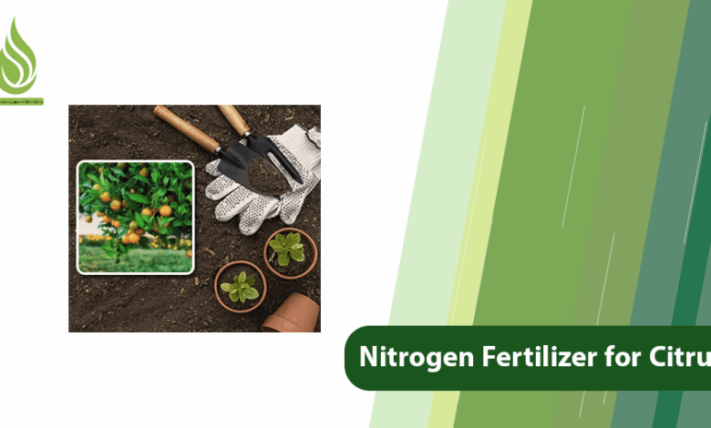 تصویر Which Nitrogen Fertilizer is Best for Citrus?