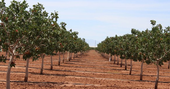 Advantages of Modern Pistachio Orchards