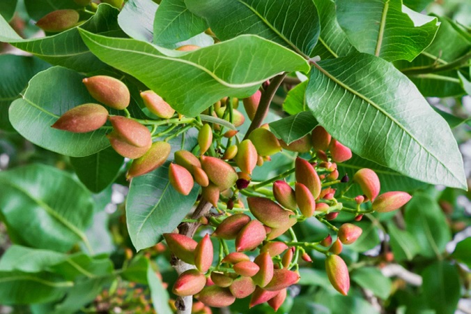 کوددهی پسته