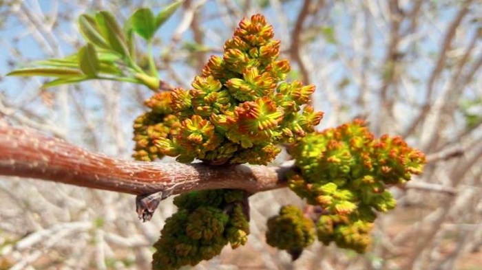 کوددهی پسته در مرحله گلدهی