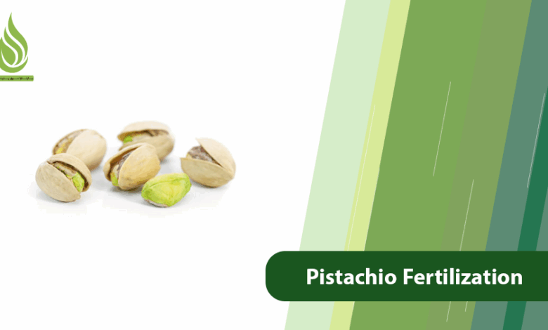 تصویر Pistachio Fertilization Program: Essential Nutrients