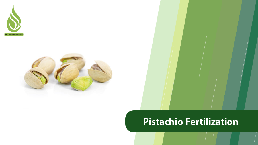 Pistachio Fertilization
