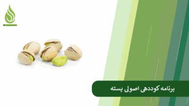تصویر برنامه کوددهی اصولی پسته (چه کودی در هر مرحله رشد درخت پسته لازم است؟)
