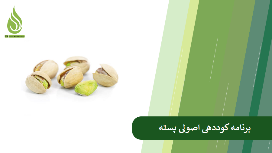 همه چیز درباره کوددهی پسته