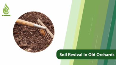تصویر Soil Revival in Old Orchards to Boost the Performance