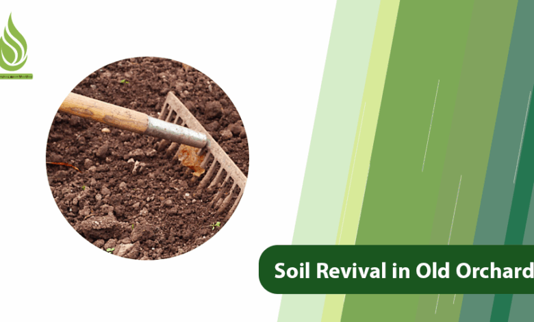 تصویر Soil Revival in Old Orchards to Boost the Performance
