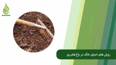 تصویر چگونه با احیای خاک باغ های قدیمی، عملکرد درختان پیر را افزایش دهیم؟