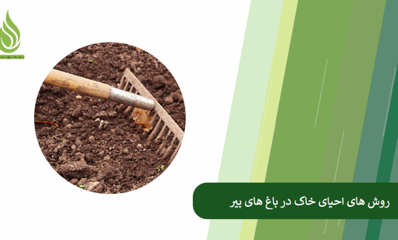 تصویر چگونه با احیای خاک باغ های قدیمی، عملکرد درختان پیر را افزایش دهیم؟