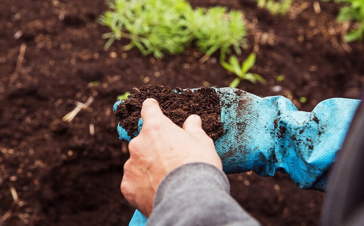 Essential Care After Soil Revival