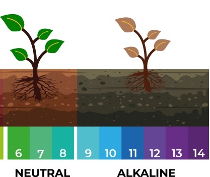 معرفی خاک قلیایی