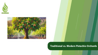 تصویر Traditional vs. Modern Pistachio Orchards: A Complete Comparison