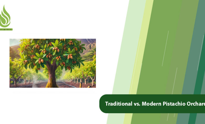 تصویر Traditional vs. Modern Pistachio Orchards: A Complete Comparison