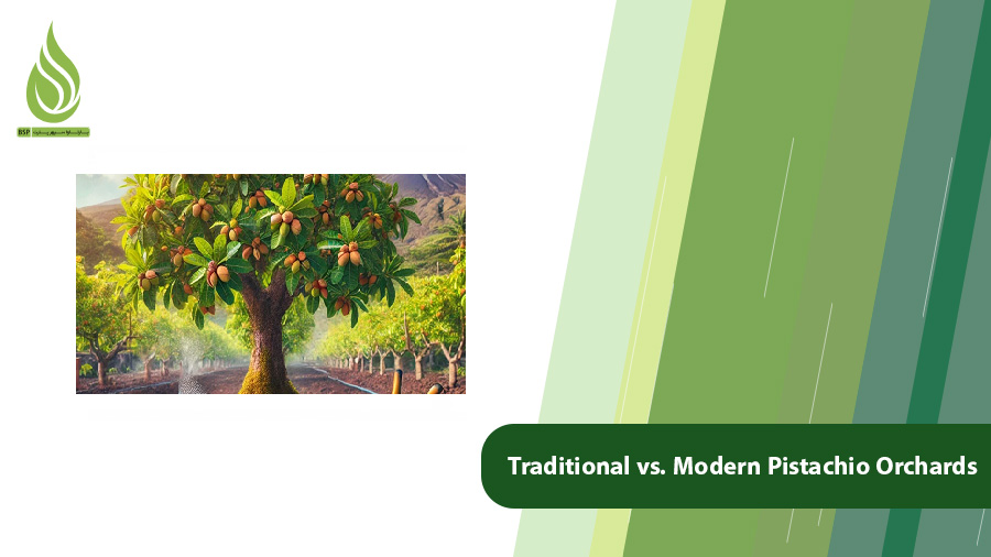 Traditional vs. Modern Pistachio Orchards