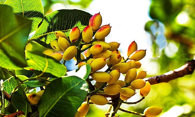 The Push Toward Modernization in Pistachio Orchards and Its Impact on Tree Performance