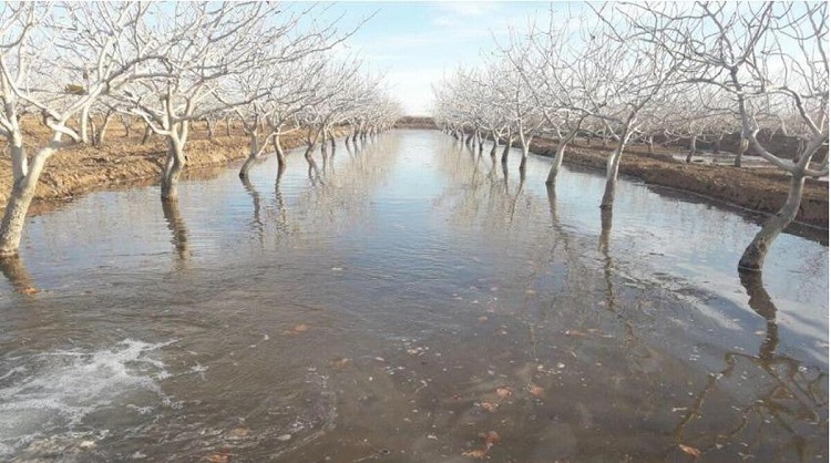 Key Features of Traditional Pistachio Orchards